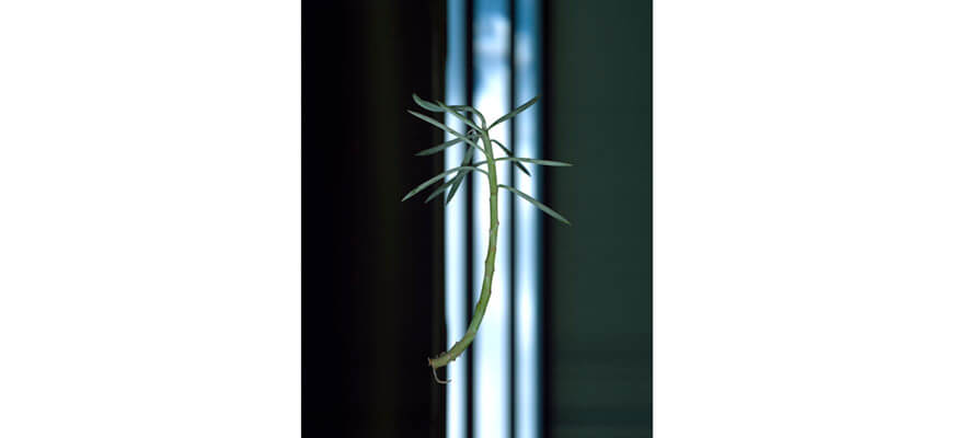 The image is of a plant on a flatbed scanner. The background is dark with a vertical line of light in the middle, behind the plant, which is a small cutting of what seems to be a succulent, with a small root forming at the node.